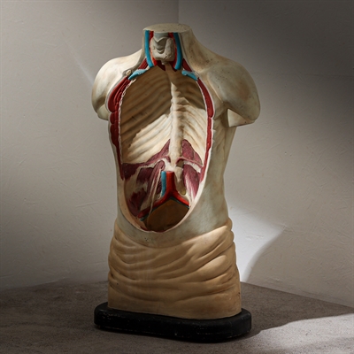 Anatomi, torso 